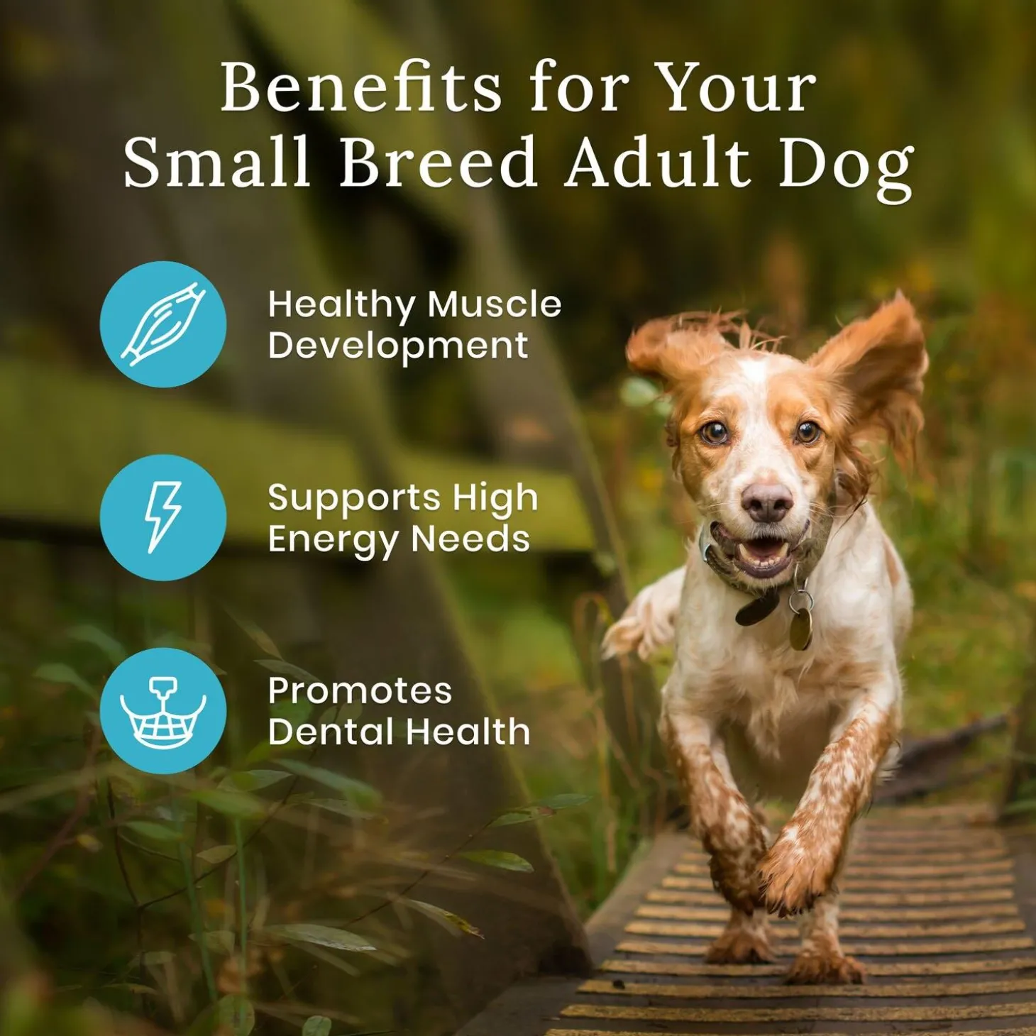 Wilderness Chicken With Grain Small Breed Adult Dog Food