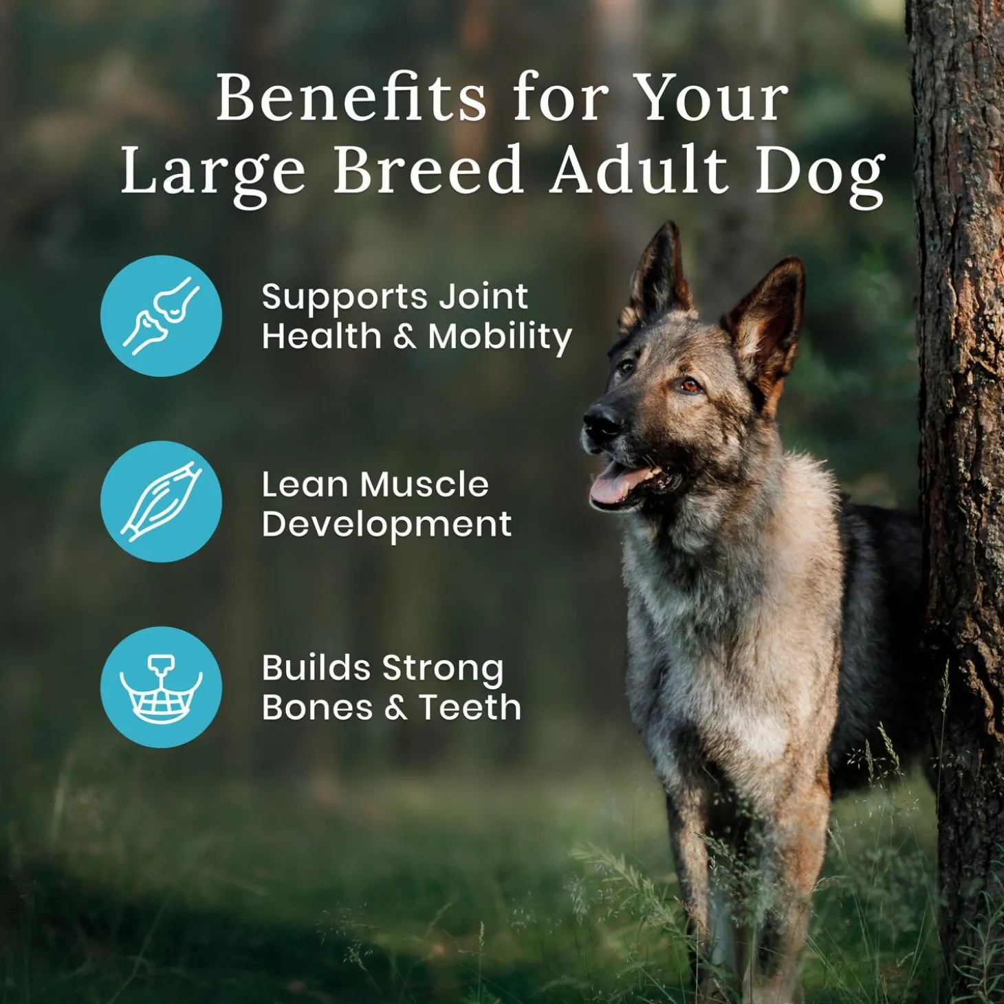 Wilderness With Grain Chicken Recipe Large Breed Adult Dog Food