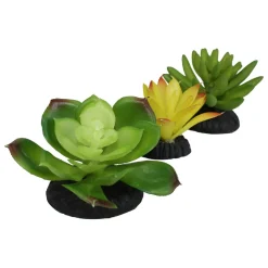 Yellow & Green Succulents