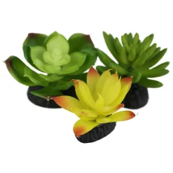 Yellow & Green Succulents