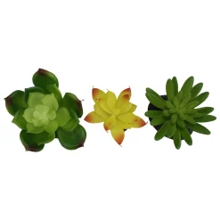 Yellow & Green Succulents