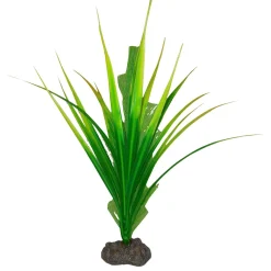 Yellow Parrot Betta Plant