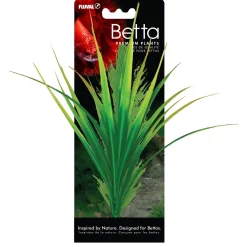 Yellow Parrot Betta Plant