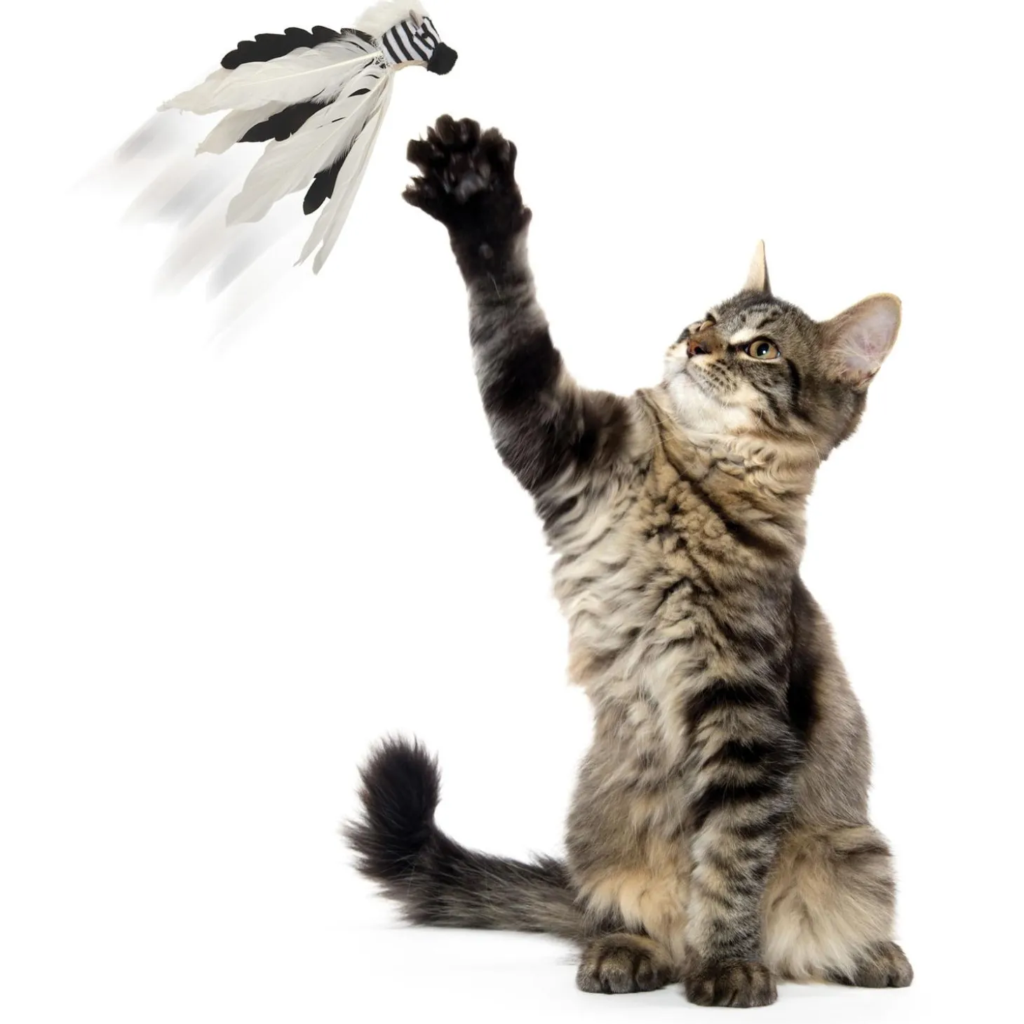 Zingy Zebra Cat Toy